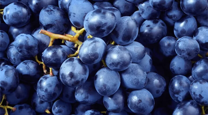 blaue Weintrauben