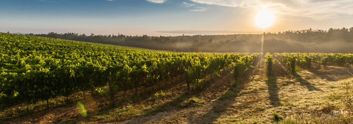 Weinberge Weinbauregionen Bulgariens