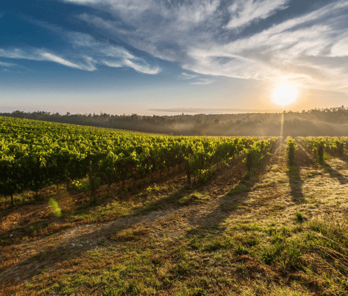 Weinberge Weinbauregionen Bulgariens