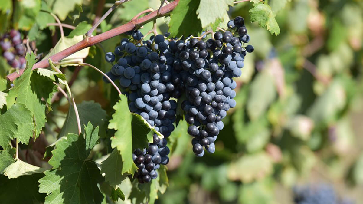 Weintrauben des Weinguts Zagreus